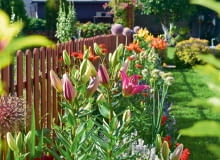 Przy płocie prężą się wyniosłe lilie i czosnki ozdobne. Przy płocie prężą się wyniosłe lilie i czosnki ozdobne.