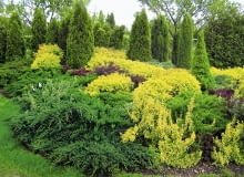 IGLAKI TUJA THUJA ZYWOTNIK TAWULA JAPONSKA SPIRAEA JAPONICA GOLD FLAME JALOWIEC JUNIPERUS FOT. EWA NARKIEWICZ PUBLIKACJA KWIETNIK NR 3 (135) - 3.2006 SLOWA KLUCZOWE: ROSLINY OGRODY ZDJĘCIE DO WKŁADKI: PUBLIKACJA KWIETNIK NR 3 (135) - CZASOPISMA