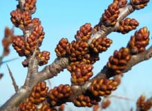 Wiosna: Na rocznych pędach męskich okazów rokitnika pojawiają się grona pąków kwiatowych wyglądające jak szyszeczki. Wiosna: Na rocznych pędach męskich okazów rokitnika pojawiają się grona pąków kwiatowych wyglądające jak szyszeczki.