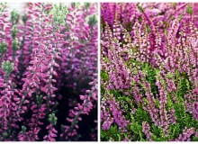 Od lewej na zdjęciu znajdują się wrzosy i wrzośce Od lewej na zdjęciu znajdują się wrzosy i wrzośce