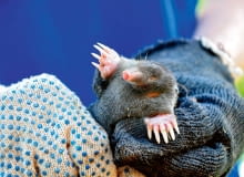 Zwierzęta można wyłapywać do specjalnych pułapek, a potem wynosić je poza obręb ogrodu i wypuszczać Zwierzęta można wyłapywać do specjalnych pułapek, a potem wynosić je poza obręb ogrodu i wypuszczać