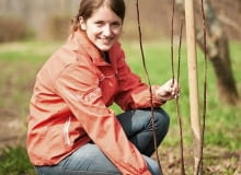 Przy świeżo posadzonym drzewku wkopujemy palik i przywiązujemy do niego główny pień. Dzięki temu wiatr nie wykrzywi rośliny. Przy świeżo posadzonym drzewku wkopujemy palik i przywiązujemy do niego główny pień. Dzięki temu wiatr nie wykrzywi rośliny.