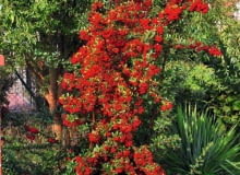 OGNIK SZKARŁATNY swą nazwę gatunkowa zawdzięcza czerwonym owocom. Mają je zarówno dziko rosnące krzewy, jak i wiele odmian tego gatunku. OGNIK SZKARŁATNY swą nazwę gatunkowa zawdzięcza czerwonym owocom. Mają je zarówno dziko rosnące krzewy, jak i wiele odmian tego gatunku.