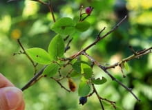 Borówka porażona antraknozą KONICA MINOLTA DIGITAL CAMERA