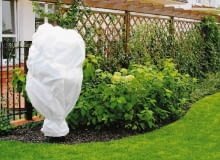 Biała agrowłóknina przepuszcza światło i powietrze, ale zatrzymuje ciepło. Można nią owinąć nawet duże rośliny PIELEGNACJA OKRYWANIE ROSLIN NA ZIME AGROWLOKNINA PLOT DREWNIANY PANELOWY PANEL OGRODZENIE DREWNIANE FOT. PAWEL SLOMCZYNSKI / AGENCJA GAZETA PUBLIKACJA OGRODY NUMER SPECJALNY - DZIALKA REKREACYJNA - 2004