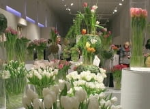 Wystawa tulipanów w Wilanowie w pełnej okazałości Wystwa tulipanów w Wilanowie