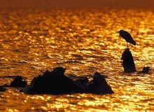 Czapla albo wypatruje zdobyczy, brodząc w płytkiej wodzie, albo cierpliwie wędkuje, godzinami stojąc nieruchomo Czapla albo wypatruje zdobyczy, brodząc w płytkiej wodzie, albo cierpliwie wędkuje, godzinami stojąc nieruchomo