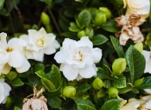 Gardenia - kwiat Gardenia - kwiat