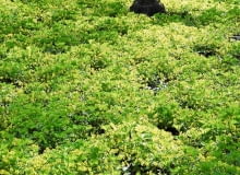 Zielony kobierzec nakrapiany żółtymi plamkami kwiatów pragni syberyjskiej. Zielony kobierzec nakrapiany żółtymi plamkami kwiatów pragni syberyjskiej.