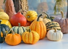 Dynia ozdobna Dynia ozdobna