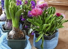 Kwiaty w małych doniczkach łatwiej pielęgnować, jeśli wstawimy je do dużego pojemnika i obsypujemy ziemią