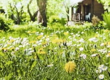 Ogród naturlany. Jeśli nie zniszczymy środowiska, w miejscu słonecznym zobaczymy łąkę pełną ziół Ogród naturlany. Jeśli nie zniszczymy środowiska, w miejscu słonecznym zobaczymy łąkę pełną ziół