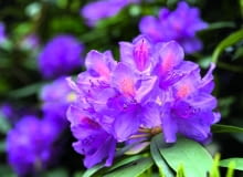 Grzyb wywołujący antraknozę różanecznika (objawy widoczne na liściach) odpowiada też za rozwój gorzkiej zgnilizny jabłek. Grzyb wywołujący antraknozę różanecznika (objawy widoczne na liściach) odpowiada też za rozwój gorzkiej zgnilizny jabłek.