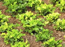 Orzacha dorasta do wysokości 70 cm. Strąki zawiązuje na dolnej części pędów. Żeby ułatwić im zagłębianie się w gruncie, roś-liny obsypywane są kopczykiem ziemi. Orzacha dorasta do wysokości 70 cm. Strąki zawiązuje na dolnej części pędów. Żeby ułatwić im zagłębianie się w gruncie, roś-liny obsypywane są kopczykiem ziemi.