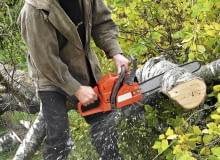 Zwolnione z opłat za wycięcie są drzewa owocowe nie będące odmianami ozdobnymi. Zwolnione z opłat za wycięcie są drzewa owocowe nie będące odmianami ozdobnymi.