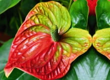 Piękne w grudniu Piękne w grudniu