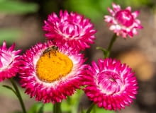 Kocanka ogrodowa Kocanka ogrodowa