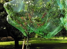Germany, View of cherry tree covered with net