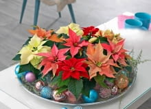 W gorączce przedświątecznych przygotowań nie zapominajmy o roślinach, które dodadzą wnętrzom koloru i podkreślą uroczysty klimat. Mogą też być doskonałym prezentem. Zwłaszcza że kwitną dłużej, niż trwają święta! <BR /> KWIATY NA ŚWIĘTA. Poinsecja Zwana też gwiazdą betlejemską. Jej liście pięknie się przebarwiają, gdy dzień trwa krócej niż 10 godzin. W gorączce przedświątecznych przygotowań nie zapominajmy o roślinach, które dodadzą wnętrzom koloru i podkreślą uroczysty klimat. Mogą też być doskonałym prezentem. Zwłaszcza że kwitną dłużej, niż trwają święta! <BR /> KWIATY NA ŚWIĘTA. Poinsecja Zwana też gwiazdą betlejemską. Jej liście pięknie się przebarwiają, gdy dzień trwa krócej niż 10 godzin.