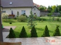 Ten świerk srebrny ma rzadkie gałązki. Jak można go zagęścić? Ten świerk srebrny ma rzadkie gałązki. Jak można go zagęścić?