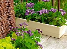 02.06.2003 WARSZAWA DOM PRYWATNY BALKON ROSLINY PACHNACE PACHNACY BALKON FOT PAWEL SLOMCZYNSKI / AGENCJA GAZETA