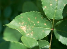 Mączniak rzekomy. Objawy. Na liściach jasnobrązowe nieregularne plamki, pod nimi szary nalot. Zabiegi. W okresie przewlekłych opadów róże opryskujemy Proplantem 722 SC lub Ridomilem Gold MZ Pepite 67,8 WG. Mączniak rzekomy. Objawy. Na liściach jasnobrązowe nieregularne plamki, pod nimi szary nalot. Zabiegi. W okresie przewlekłych opadów róże opryskujemy Proplantem 722 SC lub Ridomilem Gold MZ Pepite 67,8 WG.