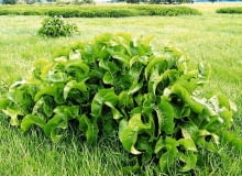 Liśćmi chrzanu owijamy masło lub wędlinę, by dłużej zachowały świeżość. Liśćmi chrzanu owijamy masło lub wędlinę, by dłużej zachowały świeżość.