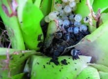 Ślimaki złożyły jaja pomiędzy liśćmi guzmanii.