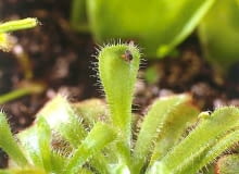 Rosiczki (<i>Drosera</i>). W doniczkach można trzymać gatunki krajowe oraz egzotyczne. Rośliny te są malutkie (2-10 cm średnicy) i delikatne, łowią muszki za pomocą włosków pokrytych lepką rosą.