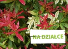 Pieris 'Wakehurst' - krzew na gleby kwaśne (wrzosowiska)