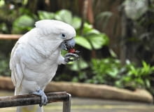 Biała kakadu szybko przywiązuje się do opiekuna, ale też potrzebuje sporo uwagi. Pozostawiona na dłużej bez opieki, może spowodować zniszczenia, a nawet samookaleczenie.