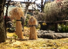 RÓŻE NA PNIU (tzw. sztamowe) tradycyjnie okrywamy chochołami ze słomy. RÓŻE NA PNIU (tzw. sztamowe) tradycyjnie okrywamy chochołami ze słomy.