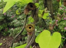 Kokornak wielkolistny. Pnącza do cienia Aristolochia macrophylla SLOWA KLUCZOWE: pnącza inne