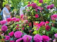 Targi Róż w Kutnie, maj 2024r. Targi Róż w Kutnie, maj 2024r.