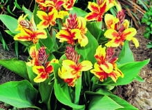 Paciorecznik "Reine Charlotte" (Canna) To miniaturka - dorasta jedynie do pół metra wysokości. Pięknie wygląda i na rabacie, i w pojemniku. Jak każdy paciorecznik, musi zimować w piwnicy w temperaturze 5-10°C. Jeśli obudzi się ją w marcu, sadząc do doniczki w ciepłym jasnym pomieszczeniu i pod koniec maja przeniesie na zewnątrz, będzie kwitła od czerwca do lipca, a od razu wysadzona do gruntu po ostatnich majowych przymrozkach zakwitnie około półtora miesiąca później.