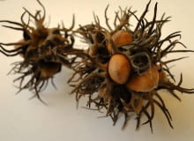 Owoce leszczyny tureckiej