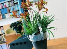 Łapa kangura Łapa kangura