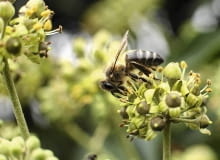 Dla nas bluszcz jest rośliną trującą, ale dla pszczół i ptaków nie.