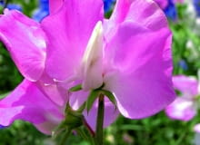 Lathyrus. Lathyrus.