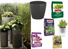 Krzewy ozdobne - jak wybrać? Jakie kwiaty do Twojego ogrodu?