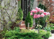 BOCZNE WEJŚCIE DO DOMU I BIURA - przez cały sezon zobaczymy tu kwitnące okazy roślin.