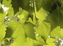 Platanus (Platane). Feuilles SLOWA KLUCZOWE: Blatt Platane