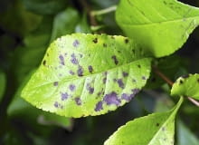 Parch na liściu pigwowca