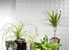 1. Nolina, 2. Zielistka, 3. Dracena obrzeżona, 4. Epipremnum, 5. Aglonema 1. Nolina, 2. Zielistka, 3. Dracena obrzeżona, 4. Epipremnum, 5. Aglonema
