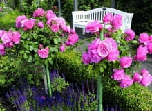 VReich blhende Hochstammrosen der Sorte Leonardo da Vinci von Meilland im Rosengarten