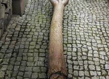 oczar zniszczony przez grzyby oczar zniszczony przez grzyby