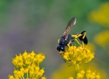 Gliniarz naścienny (Sceliphron destillatorium) Gliniarz naścienny (Sceliphron destillatorium)