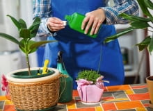 ZIMOWE NAWOZY podajemy w formie wodnych roztworów bądź w postaci granulek, które mieszamy z górną warstwą podłoża. ZIMOWE NAWOZY podajemy w formie wodnych roztworów bądź w postaci granulek, które mieszamy z górną warstwą podłoża.