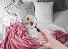Pluskwy w materacu. Jak zwalczyć pluskwy łóżkowe?