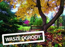 Jesień w naszym ogrodzie ma mnóstwo uroku. Lubię cieszyć się nią na ławeczce pod olbrzymim orzechem Jesień w naszym ogrodzie ma mnóstwo uroku. Lubię cieszyć się nią na ławeczce pod olbrzymim orzechem